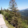 vignette 6 - ...